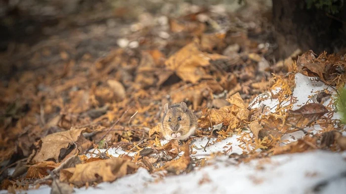 Дърветата ще бъдат защитени: тази проста техника за опаковане на стволовете спасява от мишки