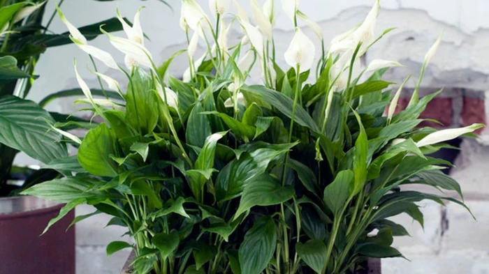 Къде да поставим спатифилум според фън шуй през 2026 г.: едно място, което променя всичко