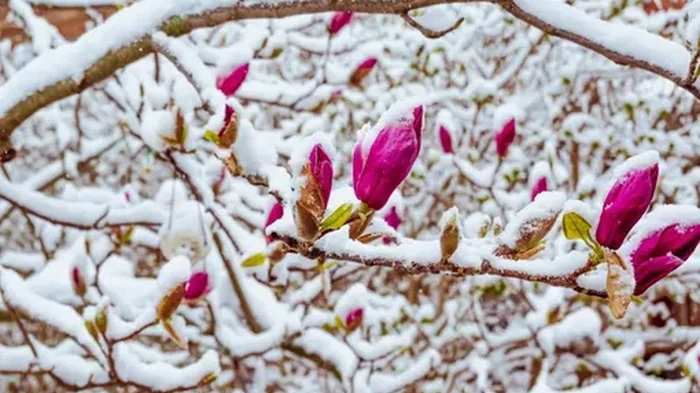 Как да запазим магнолията през зимата: 6 съвета за предпазване на цветята от замръзване